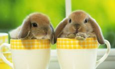 2023年躲春的生肖 生肖兔本命年躲春