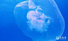 91年3月1日是什么命 农历正月十五出生命运