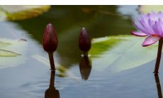 2023学业好到爆的生肖 属兔人学习成绩不断上涨