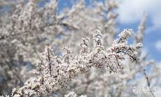 91年3月2日是什么命 农历正月十六出生命运