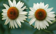 十二个星座中有记账的习惯经常检查是否浪费了钱的星座