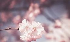 91年9月20日是什么命 农历八月十三出命运