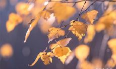 91年9月19日是什么命 农历八月十二出命运