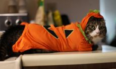 庞道永姓名评分88分