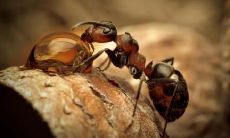 孔阿芳姓名评分86分