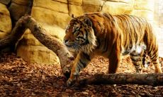 孔技花姓名评分78分