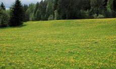 小而易怒的鱼:养斗鱼的风水怎么样?