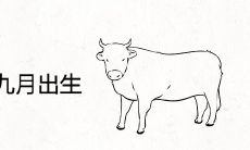 1985年9阴历九月出生人运势