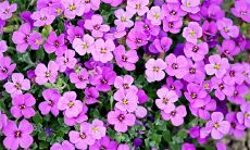 2020庚子年各日柱运势