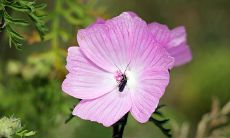 女命骨重几两几钱最好 三两一钱如愿顺心