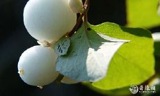 91年2月25日是什么命 农历正月十一出生命运