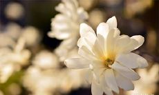 91年2月26日是什么命 农历正月十二出生命运