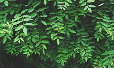 91年2月16日是什么命 农历正月初二出生命运