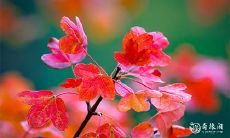 91年9月4日是什么命 农历七月二十六出命运