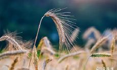 91年9月2日是什么命 农历七月二十四出命运