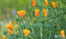 91年8月31日是什么命 农历七月二十二出命运