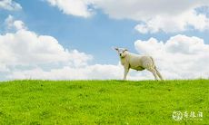 91年2月8日是什么命 农历十二月二十四出生命运