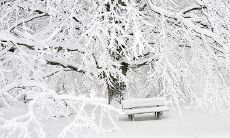 91年2月10日是什么命 农历十二月二十六出生命运