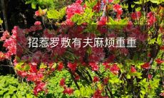 招惹罗敷有夫麻烦重重