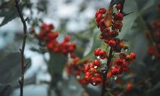 农历七月十八出命运