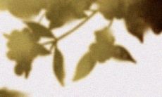 2023年属相兔不合生肖 属相鸡2023年冲太岁