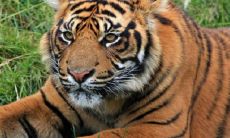 属虎的最佳婚姻配对 跟谁在一起比较好