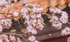 2023年4月8日五行穿衣一览表 今日最旺颜色查询