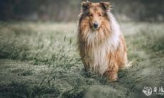 属兔人适合养格力犬吗 属兔的人家里养什么鱼能旺财