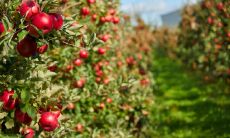 婴儿床应该放在哪里好 婴儿床是否可以放在父母的床尾