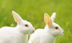 属兔人2022年7月运势运程详细解析 生肖兔2022年7月运气如何