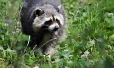 安兴桂姓名评分83分