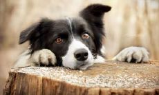 鲍庆弟姓名评分81分