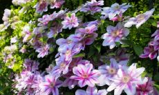 孟照意姓名评分84分