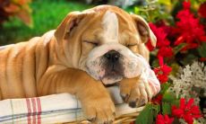 殷伟锋姓名评分85分