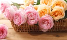 2023年姻缘很好的生肖 生肖鼠容易步入婚姻的殿堂