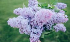 2023年1月12日是订婚的好日子吗 黄道吉日查询