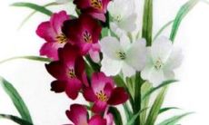 2023年1月11日适合订婚吗 当日黄历宜忌