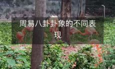 周易八卦卦象的不同表现