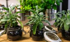 2023腊月的兔子命好不好 运势顺畅发达