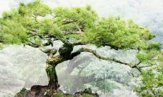 2023出生腊月的兔是八败命 腊月兔八败命解析