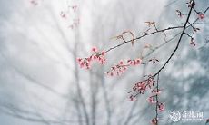 91年2月7日是什么命 农历十二月二十三出生命运