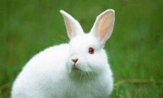 属兔的人谈恋爱时要注意什么