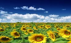 2023适合生养的生肖 生肖兔有宝宝家庭团结