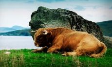 皮楚华姓名评分95分