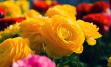 杜衡彬姓名评分80分