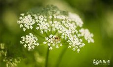 辛亥年 辛亥年出生的人是什么命