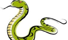 属蛇人44岁以后的命运好不好