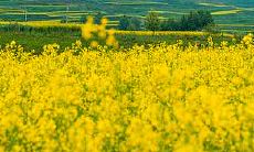 十二星座中谁总是很敏感特别容易自卑