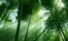 正月初三出生属什么2023年 生肖属兔气质高雅