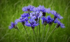 女人旺夫相有什么特点 旺夫相图分析